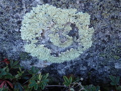 Arctoparmelia centrifuga