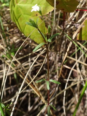Galium labradoricum