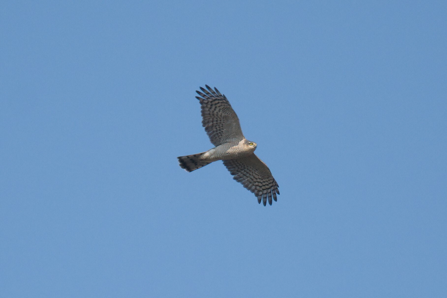 Eurasian Sparrowhawk