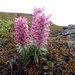 Pedicularis lanata - Photo Δεν διατηρούνται δικαιώματα, uploaded by hitchco