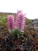 Pedicularis lanata - Photo no rights reserved, uploaded by hitchco