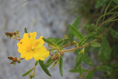 Crocanthemum canadense