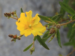 Crocanthemum canadense