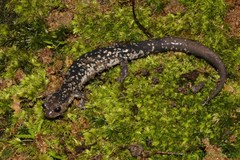 Plethodon aureolus
