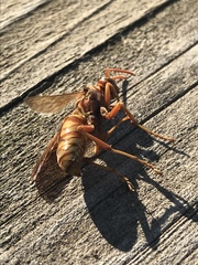 Polistes apachus texanus