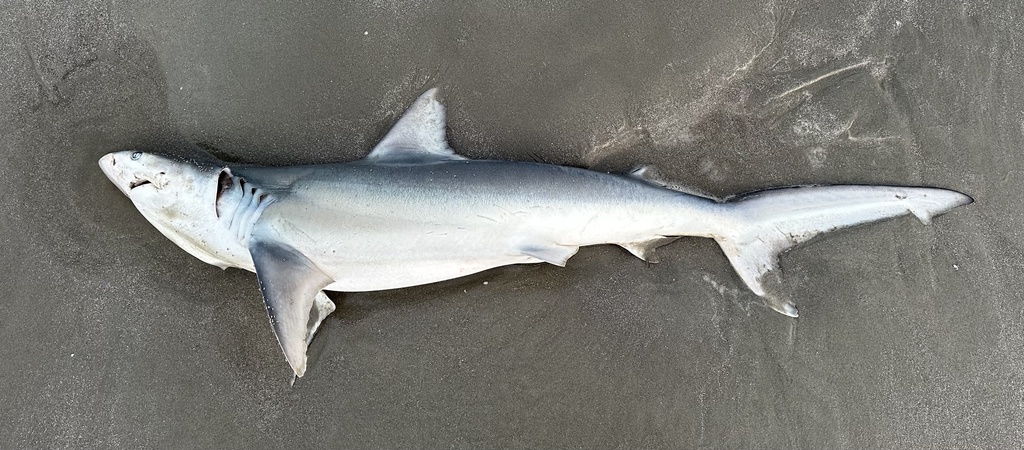 Finetooth shark (Carcharhinus isodon) — Carcharhinidae