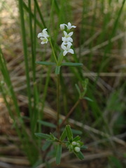 Galium labradoricum
