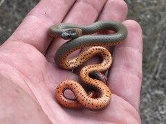 Diadophis punctatus modestus