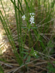 Galium labradoricum