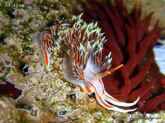 Phidiana militaris