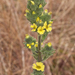 Coast Tarweed - Photo (c) Bill Bouton, some rights reserved (CC BY-NC)