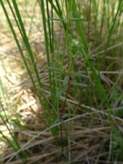 Galium labradoricum