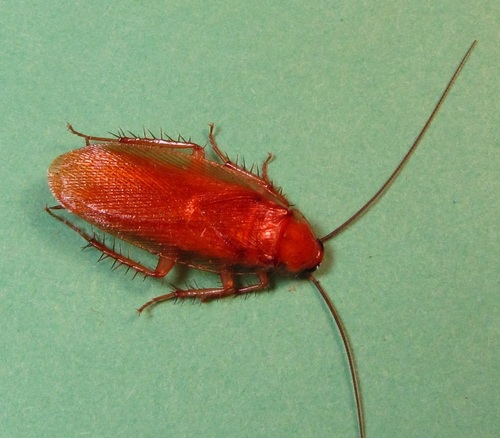 Virginia Wood Cockroach photo 4
