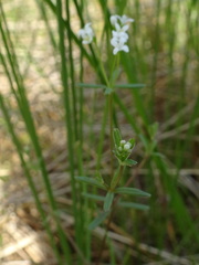 Galium labradoricum