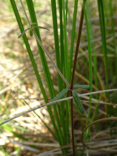 Image of Galium labradoricum by (c) Thomas Koffel, some rights reserved (CC BY)