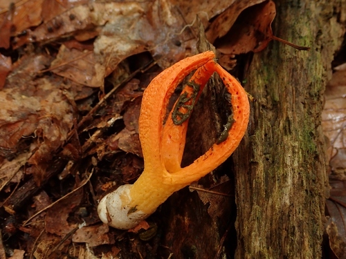 Pseudocolus fusiformis