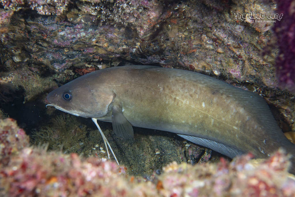 Carolina Hake