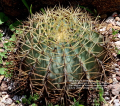 Ferocactus glaucescens