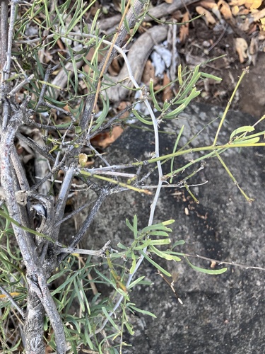 Natal Asparagus (Asparagus natalensis)