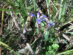 Brodiaea coronaria