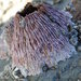 Normal Barnacles - Photo (c) JJ Johnson, some rights reserved (CC BY-NC), uploaded by JJ Johnson