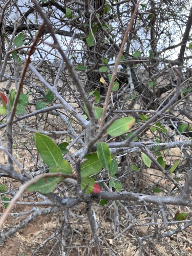 Image of Spirostachys africana by no rights reserved