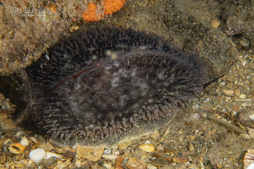 Spotted Cowry