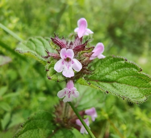 Clinopodium umbrosum observed 2024-07-31