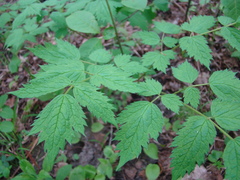 Actaea rubra