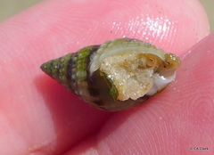 Nassarius pauperatus