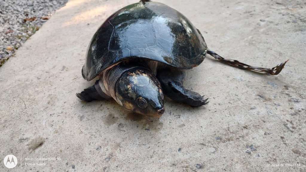 Big-headed Amazon River Turtle