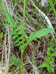 Valeriana uliginosa
