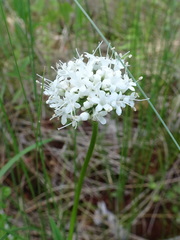 Valeriana uliginosa