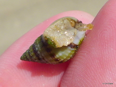 Nassarius pauperatus