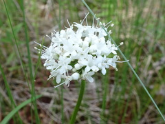 Valeriana uliginosa