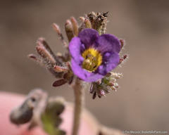 Phacelia gymnoclada