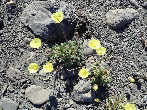 Rooted poppy (Oreomecon radicata)