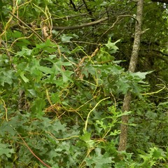 Cuscuta exaltata