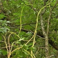 Cuscuta exaltata
