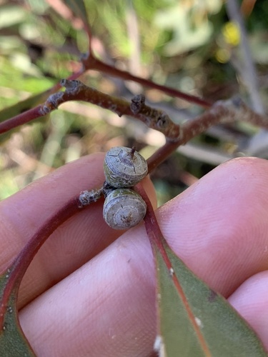 Image of Eucalyptus decipiens by (c) Malcolm Simard, some rights reserved (CC BY)
