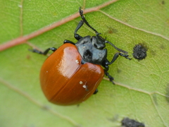Chrysomela populi