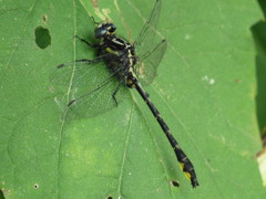 Phanogomphus quadricolor