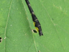 Phanogomphus quadricolor