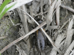 Melanogryllus desertus