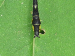 Phanogomphus quadricolor