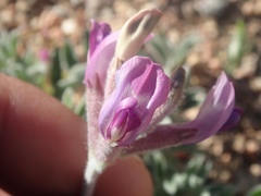 Astragalus leucolobus