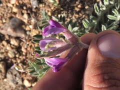 Astragalus leucolobus