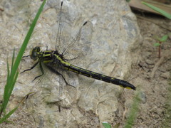 Phanogomphus quadricolor