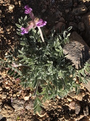 Astragalus leucolobus