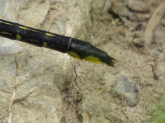 Phanogomphus quadricolor